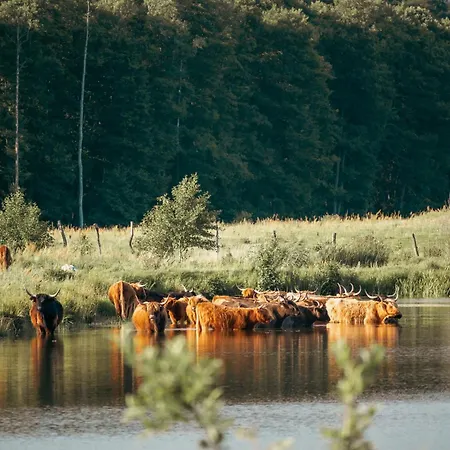 Krovacja - Caloroczne W Puszczy Noteckiej * Debogora