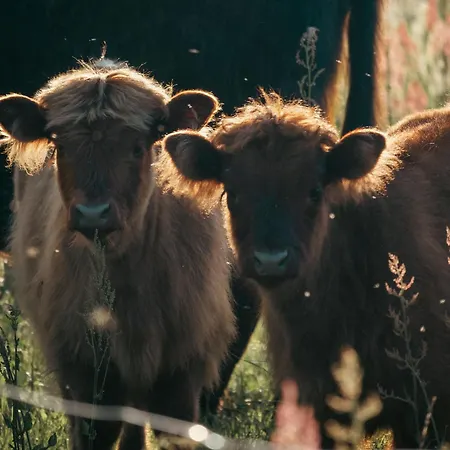 Krovacja - Caloroczne W Puszczy Noteckiej * Debogora