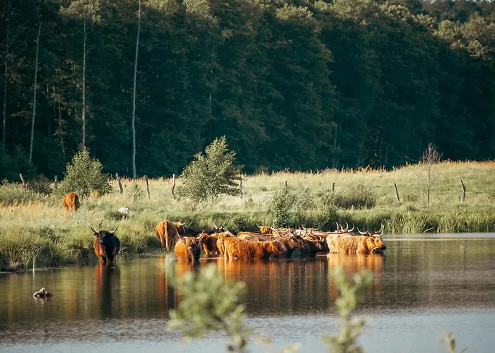 Krovacja - Caloroczne W Puszczy Noteckiej * Debogora