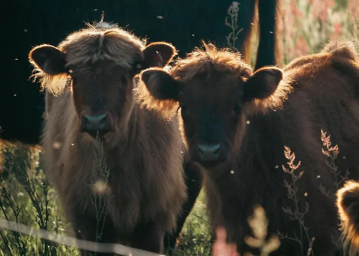 Krovacja - Caloroczne W Puszczy Noteckiej * Debogora
