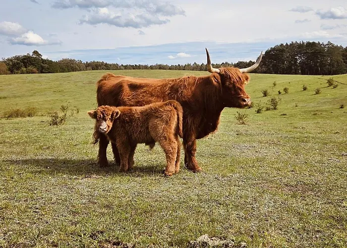 Vakantiehuis Krovacja - Caloroczne W Puszczy Noteckiej
